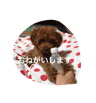 愛犬のかいくん（個別スタンプ：3）