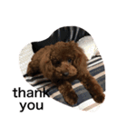 愛犬のかいくん（個別スタンプ：4）