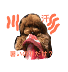 愛犬のかいくん（個別スタンプ：5）