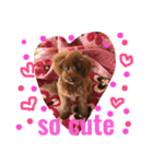 愛犬のかいくん（個別スタンプ：6）
