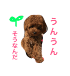 愛犬のかいくん（個別スタンプ：7）