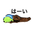 愛犬のかいくん（個別スタンプ：8）