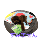愛犬のかいくん（個別スタンプ：11）