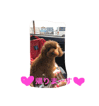 愛犬のかいくん（個別スタンプ：13）
