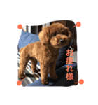 愛犬のかいくん（個別スタンプ：15）