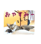 うちのはなぴょん（個別スタンプ：3）