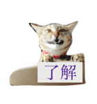 うちのはなぴょん（個別スタンプ：5）