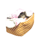 うちのはなぴょん（個別スタンプ：8）