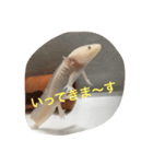 〜うぱうぱ〜ウーパールーパー第2弾（個別スタンプ：3）