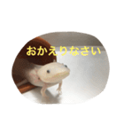 〜うぱうぱ〜ウーパールーパー第2弾（個別スタンプ：5）