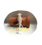〜うぱうぱ〜ウーパールーパー第2弾（個別スタンプ：6）