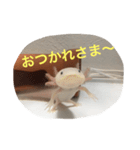 〜うぱうぱ〜ウーパールーパー第2弾（個別スタンプ：7）