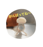 〜うぱうぱ〜ウーパールーパー第2弾（個別スタンプ：8）