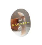 〜うぱうぱ〜ウーパールーパー第2弾（個別スタンプ：9）