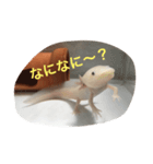 〜うぱうぱ〜ウーパールーパー第2弾（個別スタンプ：11）