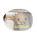 〜うぱうぱ〜ウーパールーパー第2弾（個別スタンプ：13）