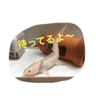 〜うぱうぱ〜ウーパールーパー第2弾（個別スタンプ：16）