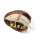 〜うぱうぱ〜ウーパールーパー第2弾（個別スタンプ：17）