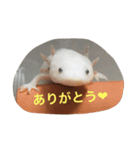 〜うぱうぱ〜ウーパールーパー第2弾（個別スタンプ：18）