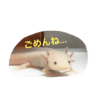 〜うぱうぱ〜ウーパールーパー第2弾（個別スタンプ：20）