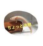 〜うぱうぱ〜ウーパールーパー第2弾（個別スタンプ：22）