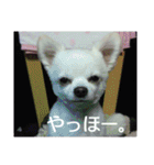 タロウと愉快な仲間たち（個別スタンプ：2）