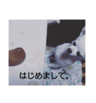 タロウと愉快な仲間たち（個別スタンプ：5）