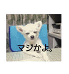 タロウと愉快な仲間たち（個別スタンプ：6）