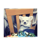 タロウと愉快な仲間たち（個別スタンプ：7）