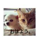 タロウと愉快な仲間たち（個別スタンプ：11）