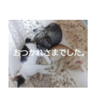 タロウと愉快な仲間たち（個別スタンプ：12）