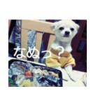 タロウと愉快な仲間たち（個別スタンプ：15）