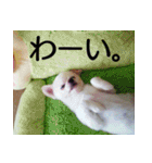 タロウと愉快な仲間たち（個別スタンプ：17）