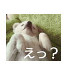 タロウと愉快な仲間たち（個別スタンプ：18）