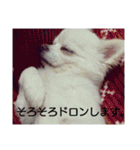 タロウと愉快な仲間たち（個別スタンプ：19）