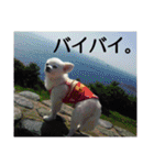 タロウと愉快な仲間たち（個別スタンプ：22）