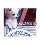 タロウと愉快な仲間たち（個別スタンプ：27）