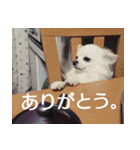 タロウと愉快な仲間たち（個別スタンプ：29）