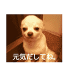 タロウと愉快な仲間たち（個別スタンプ：33）
