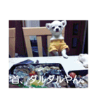 タロウと愉快な仲間たち（個別スタンプ：36）