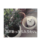 タロウと愉快な仲間たち（個別スタンプ：38）