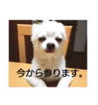 タロウと愉快な仲間たち（個別スタンプ：39）