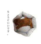 COCO 02（個別スタンプ：10）