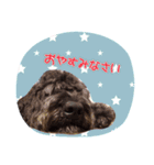 ノアのご挨拶（個別スタンプ：4）