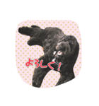 ノアのご挨拶（個別スタンプ：11）