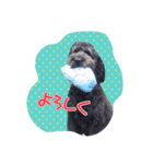 ノアのご挨拶（個別スタンプ：12）