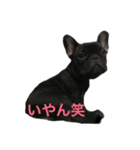 可愛いフレンチブル（個別スタンプ：4）