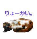 宮猫ミュー太（個別スタンプ：3）