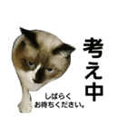 宮猫ミュー太（個別スタンプ：6）