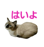 宮猫ミュー太（個別スタンプ：7）